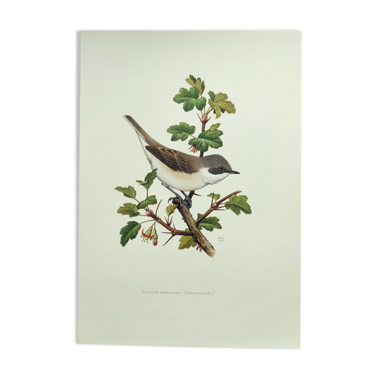 Bird vintage board 1960s - Warbler - Zoology and ornithology illustration