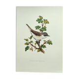 Bird vintage board 1960s - Warbler - Zoology and ornithology illustration