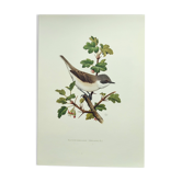 Planche vointage oiseaux Années 1960 - Fauvette Babillarde - Illustration zoologie et ornithologie