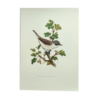 Bird vintage board 1960s - Warbler - Zoology and ornithology illustration