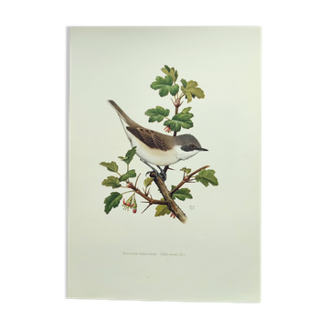 Bird vintage board 1960s - Warbler - Zoology and ornithology illustration