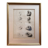 Ancien Estampe Gravure XIXème Etude Croquis Oreille Nature Barbier L'Ainé