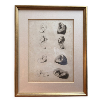 Old Print Engraving 19th Century Study Sketch Ear Nature Barbier L'Ainé