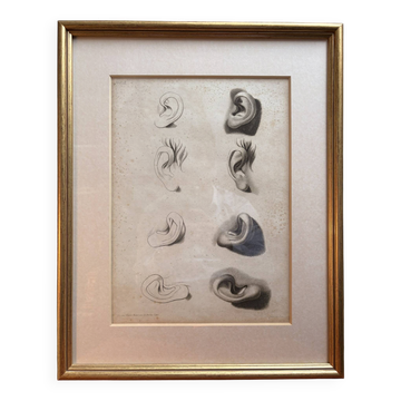 Old Print Engraving 19th Century Study Sketch Ear Nature Barbier L'Ainé