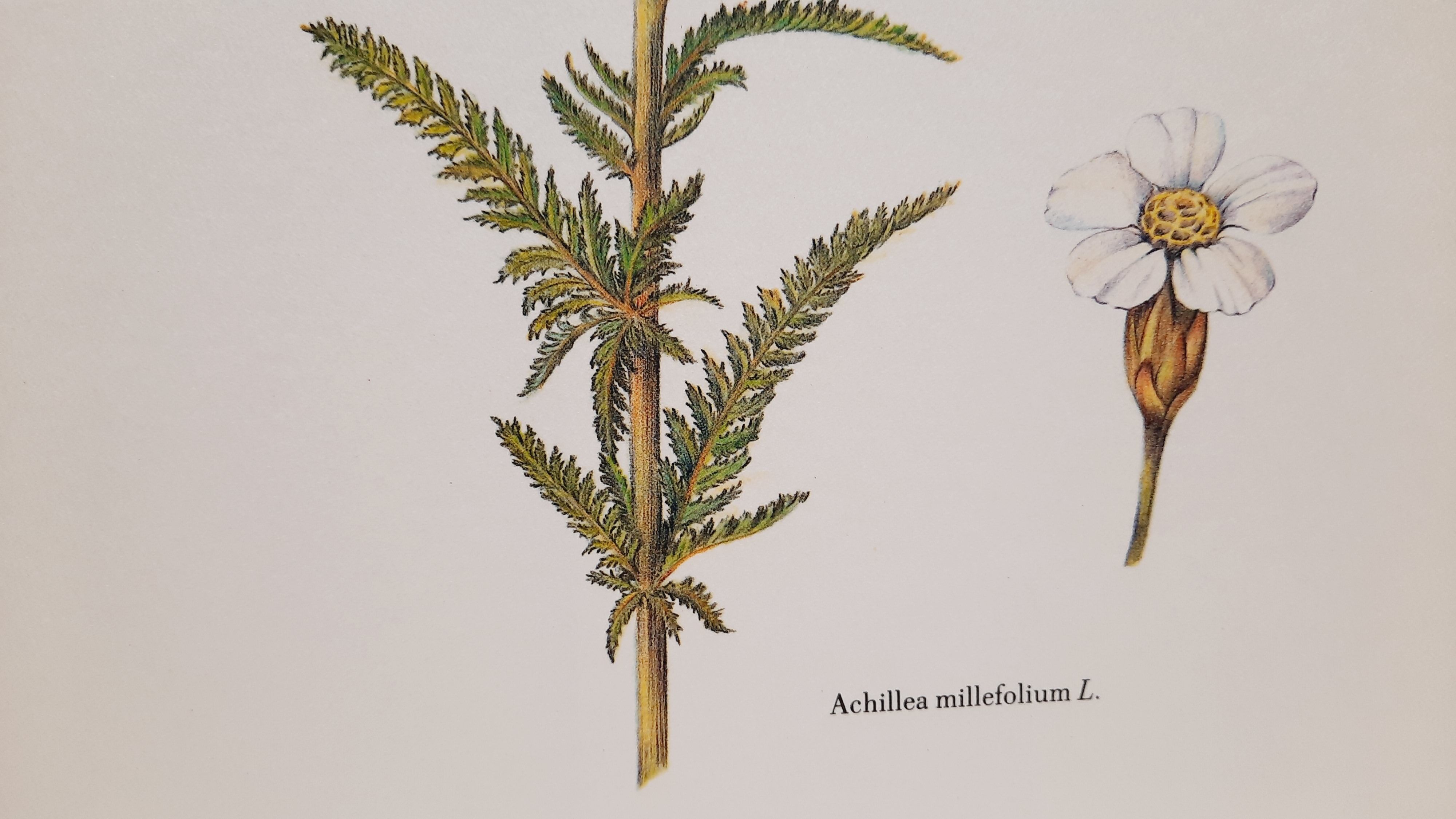 Planche botanique millefeuille