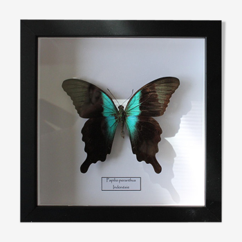 Papillon Papilio peranthus