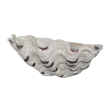 Benitier shell XXL