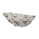Benitier shell XXL