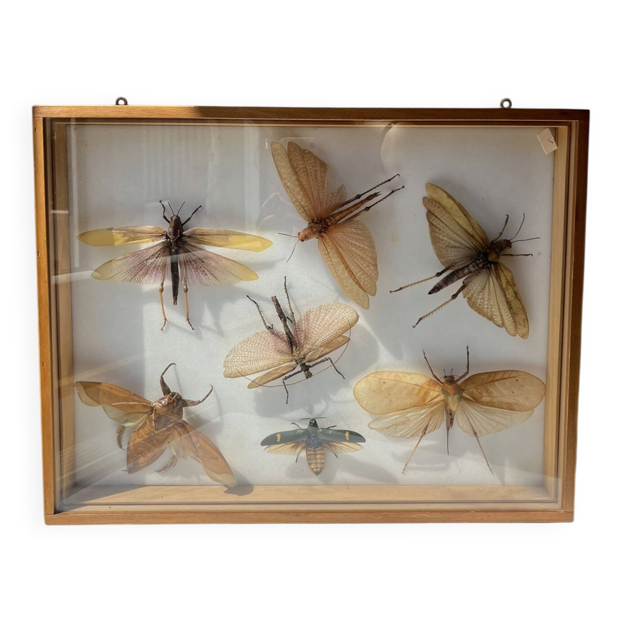 Framed giant insects, entomology collection