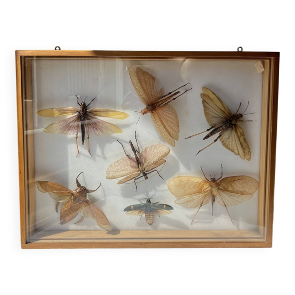 Cadre insectes géants naturalisés, collection entomologie