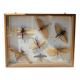 Framed giant insects, entomology collection
