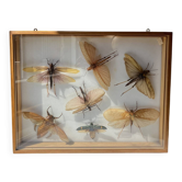 Framed giant insects, entomology collection