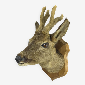 Stuffed deer head