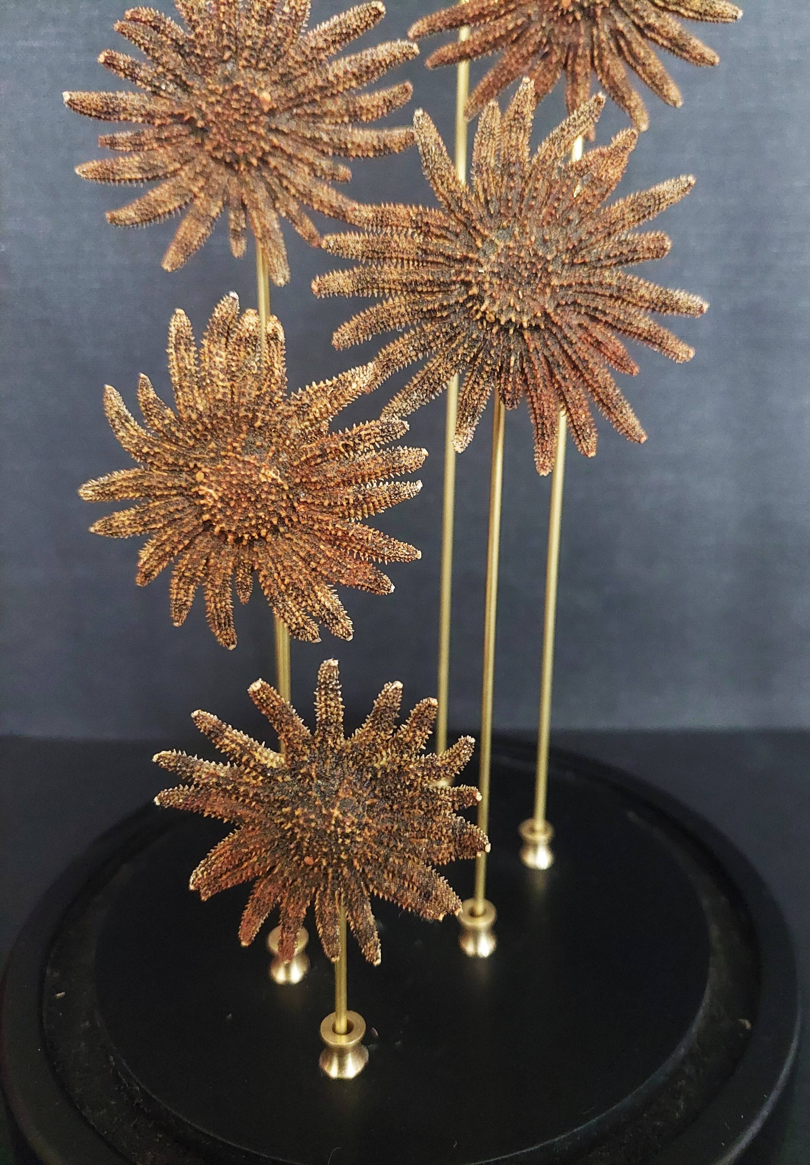 Cabinet of Curiosities globe with starfish heliaster kubiniji