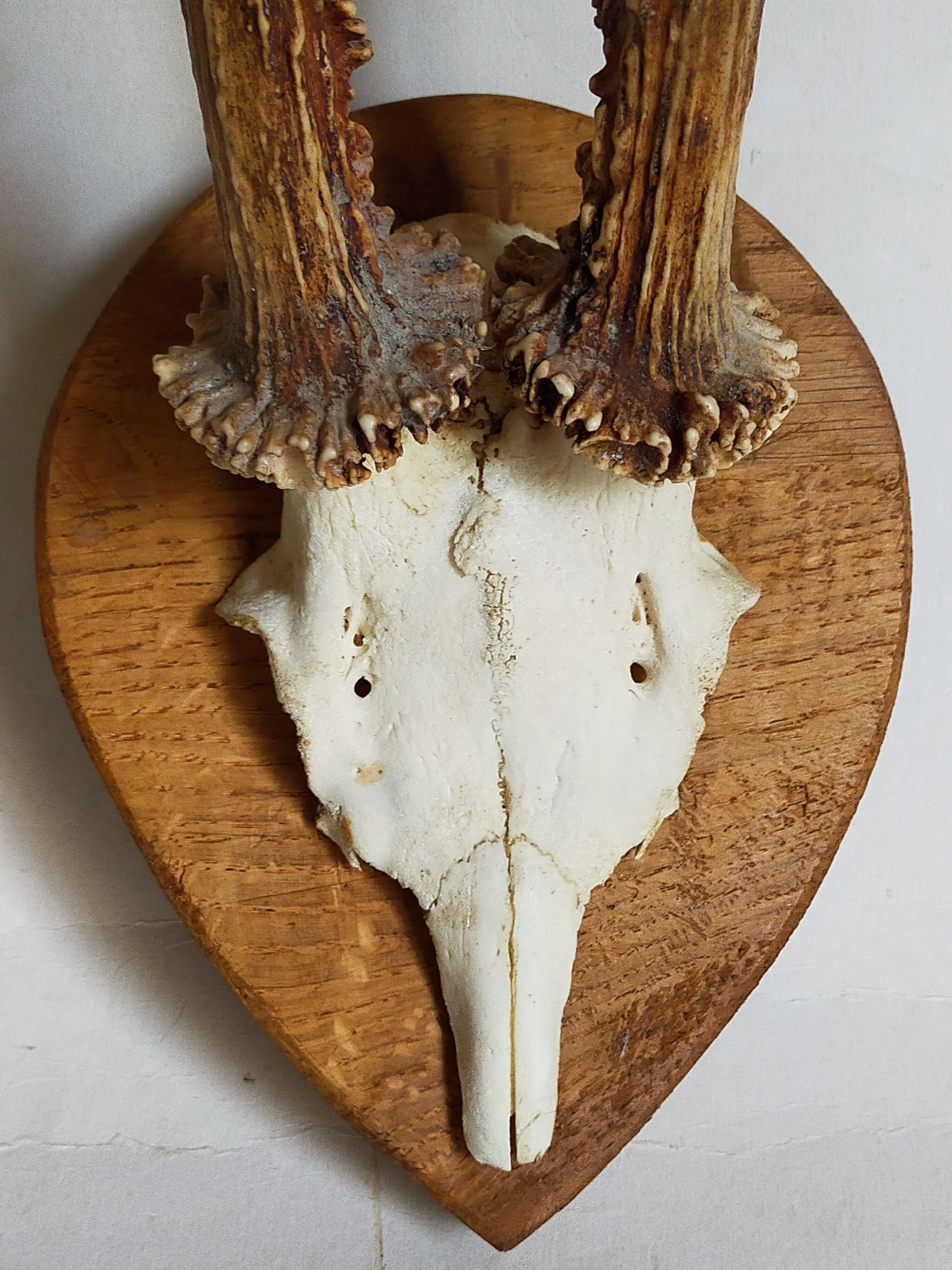 Duo of vintage hunting trophies Art-populaire 50s