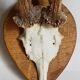 Duo of vintage hunting trophies Art-populaire 50s