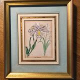 Set of 6 Small Botanical Flower Engravings