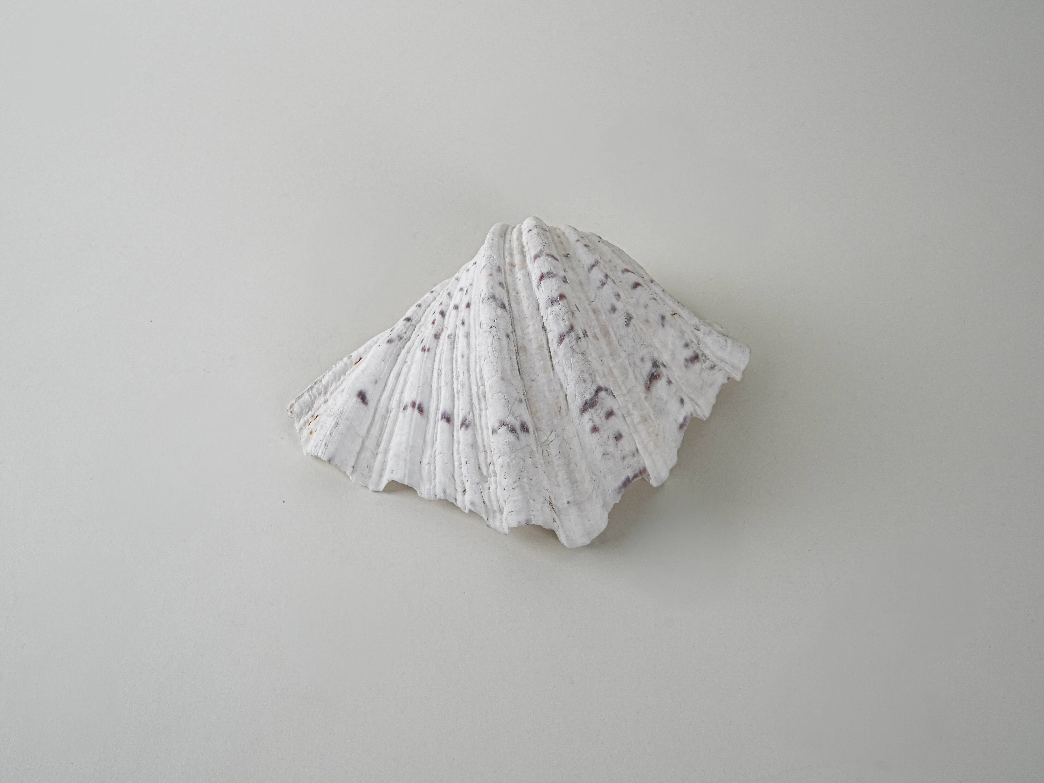 Decorative Triton seashell, boho style, 1980s