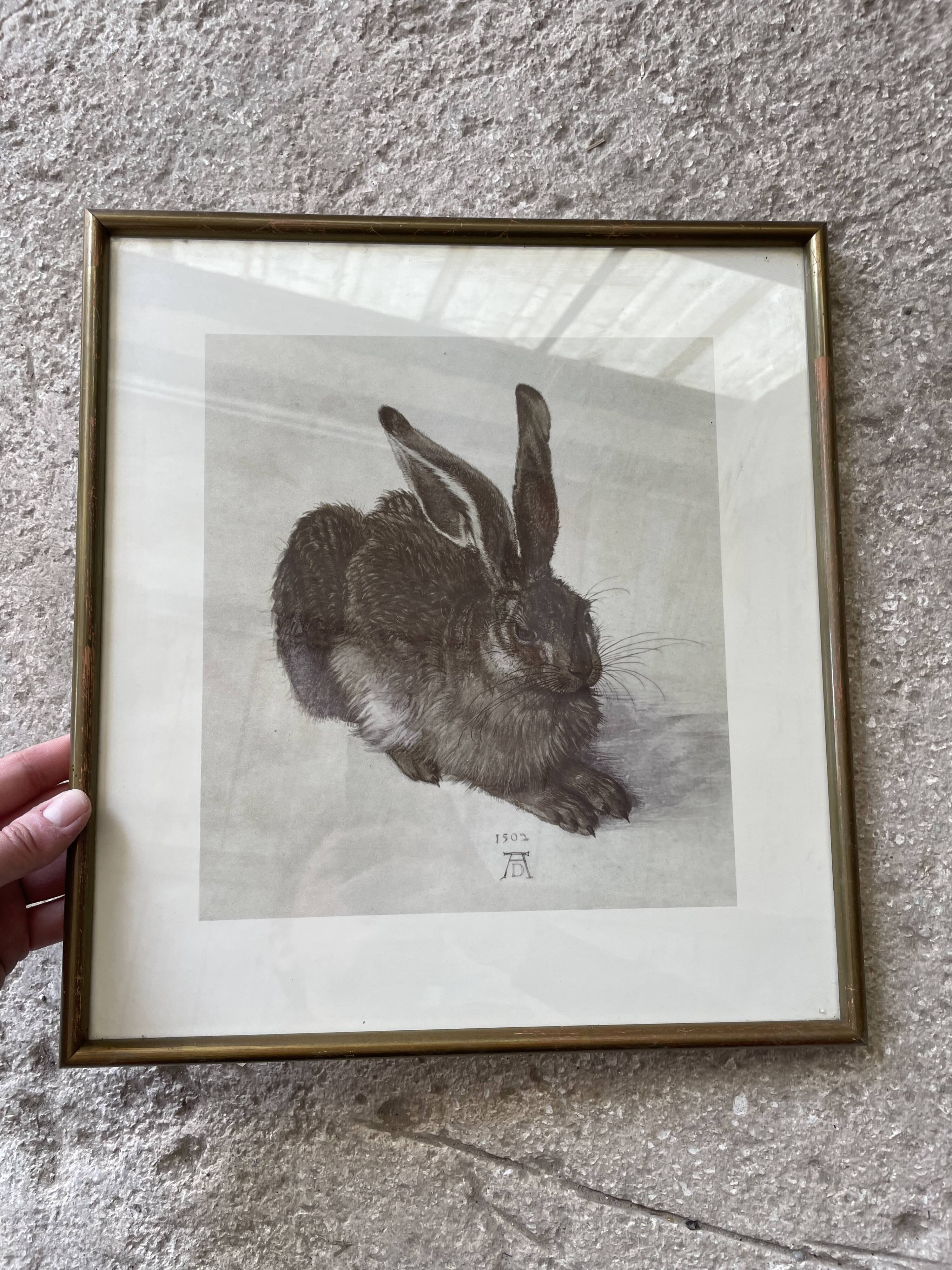 Dürer's hare illustration