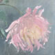 Painting on canvas Chrysanthemums