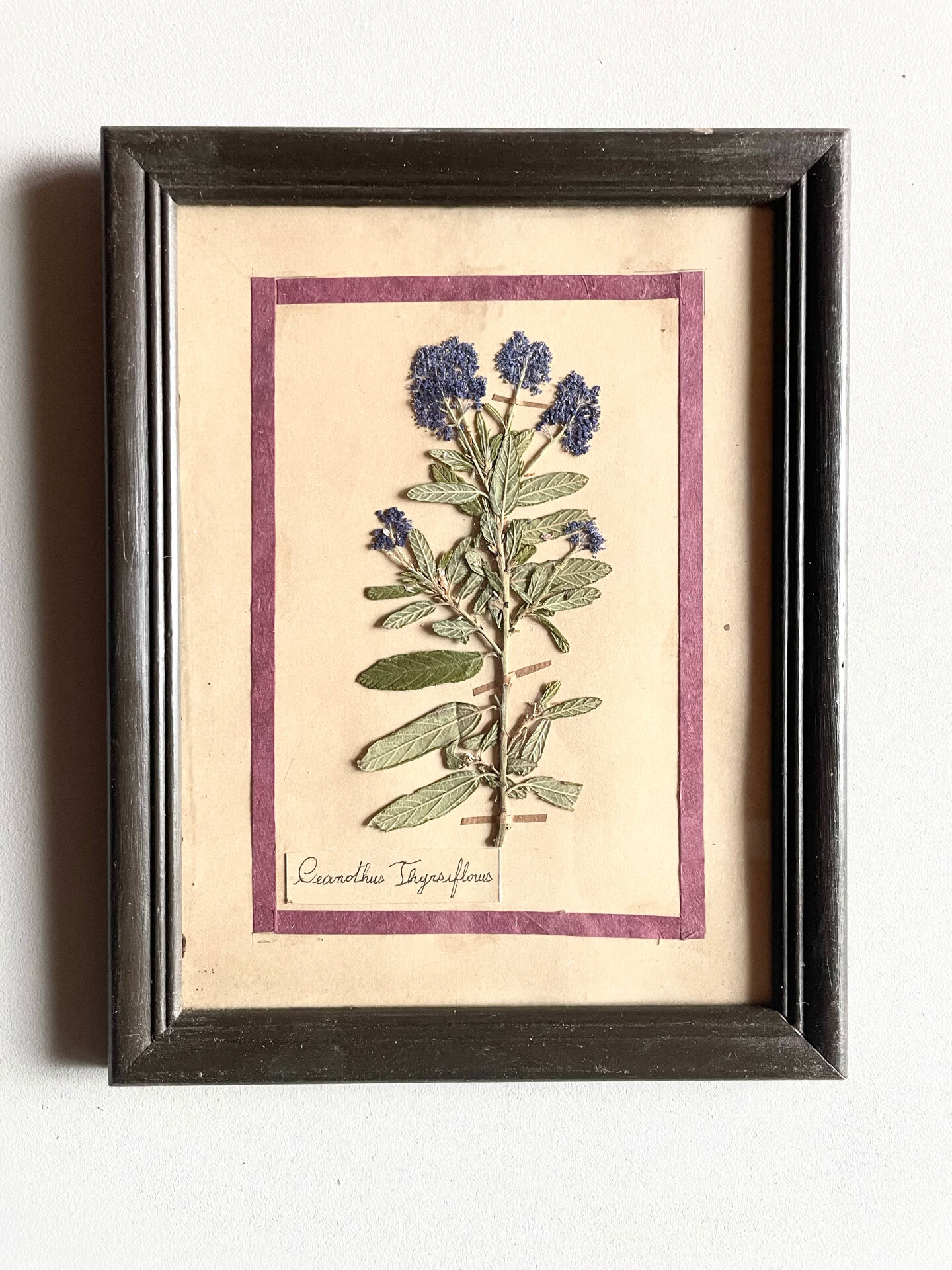 Botanical plate under glass