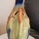 Slurry Duck