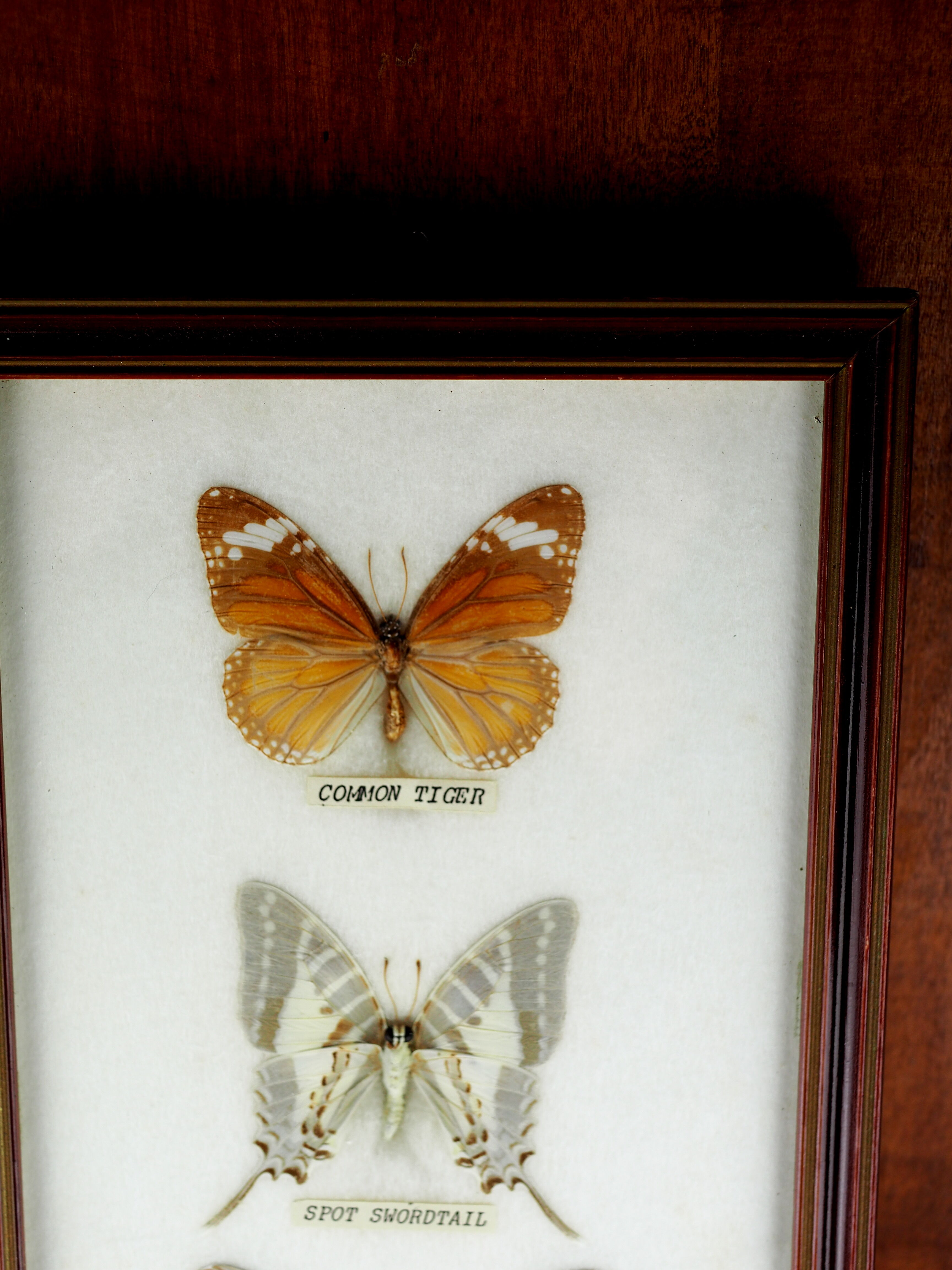 Five butterflies on cotton wool under frame - 60s / 70s