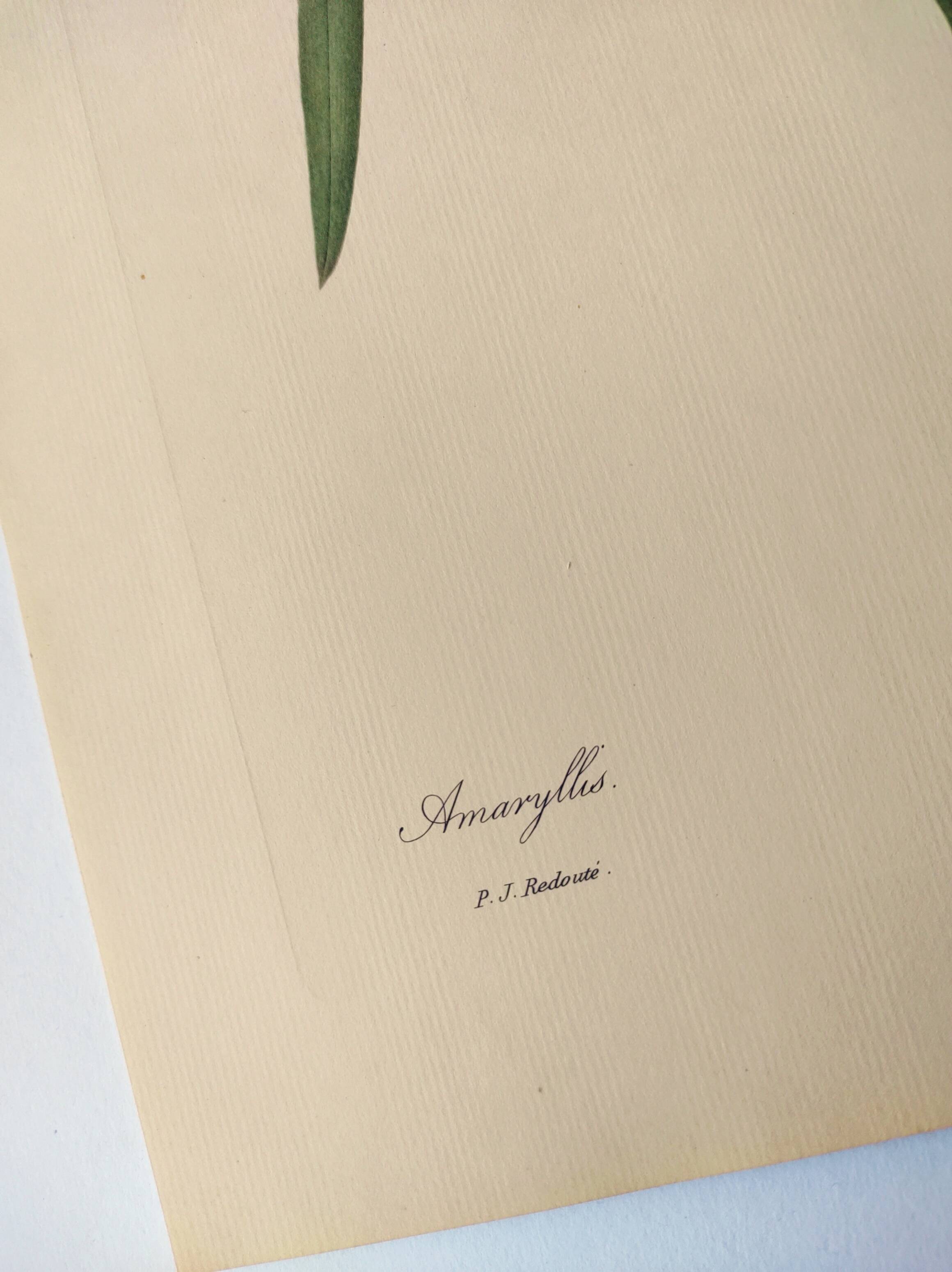 Antique botanical engraving -1955- Amaryllis - St. Jacques Lily- by PJ. Redouté. Vintage nature