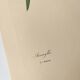Antique botanical engraving -1955- Amaryllis - St. Jacques Lily- by PJ. Redouté. Vintage nature