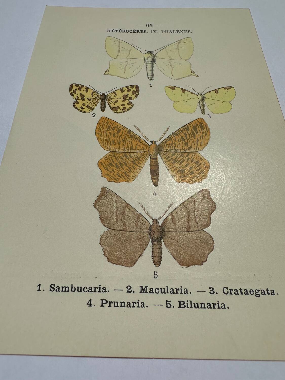 Botanical engraving butterflies double-sided naturalist plate Etching