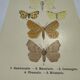 Botanical engraving butterflies double-sided naturalist plate Etching