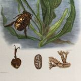 Illustration ancienne "insectes", années 60