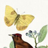 Poster on "Hummingbird and butterfly", after an old engraving from 1842.