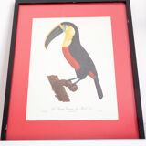 Engraving The great Toucan of Brazil number 7 Jacques Barraband
