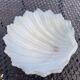 Vide-poche en forme de coquillage en opaline blanche decor feuillage vert