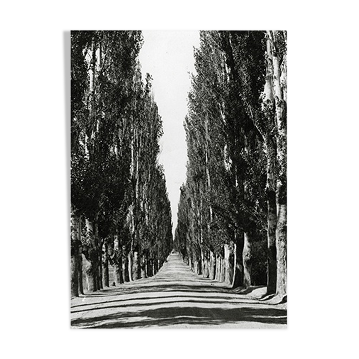 Photographie Route bordée de peupliers, cachemire