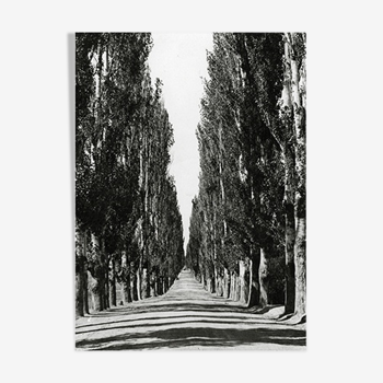 Poplar-lined road, cashmere