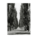 Poplar-lined road, cashmere