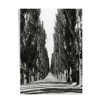 Photographie Route bordée de peupliers, cachemire