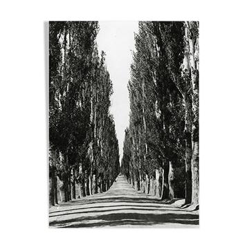 Poplar-lined road, cashmere