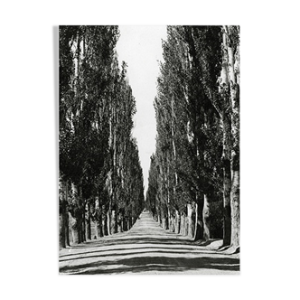 Poplar-lined road, cashmere