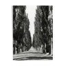 Poplar-lined road, cashmere