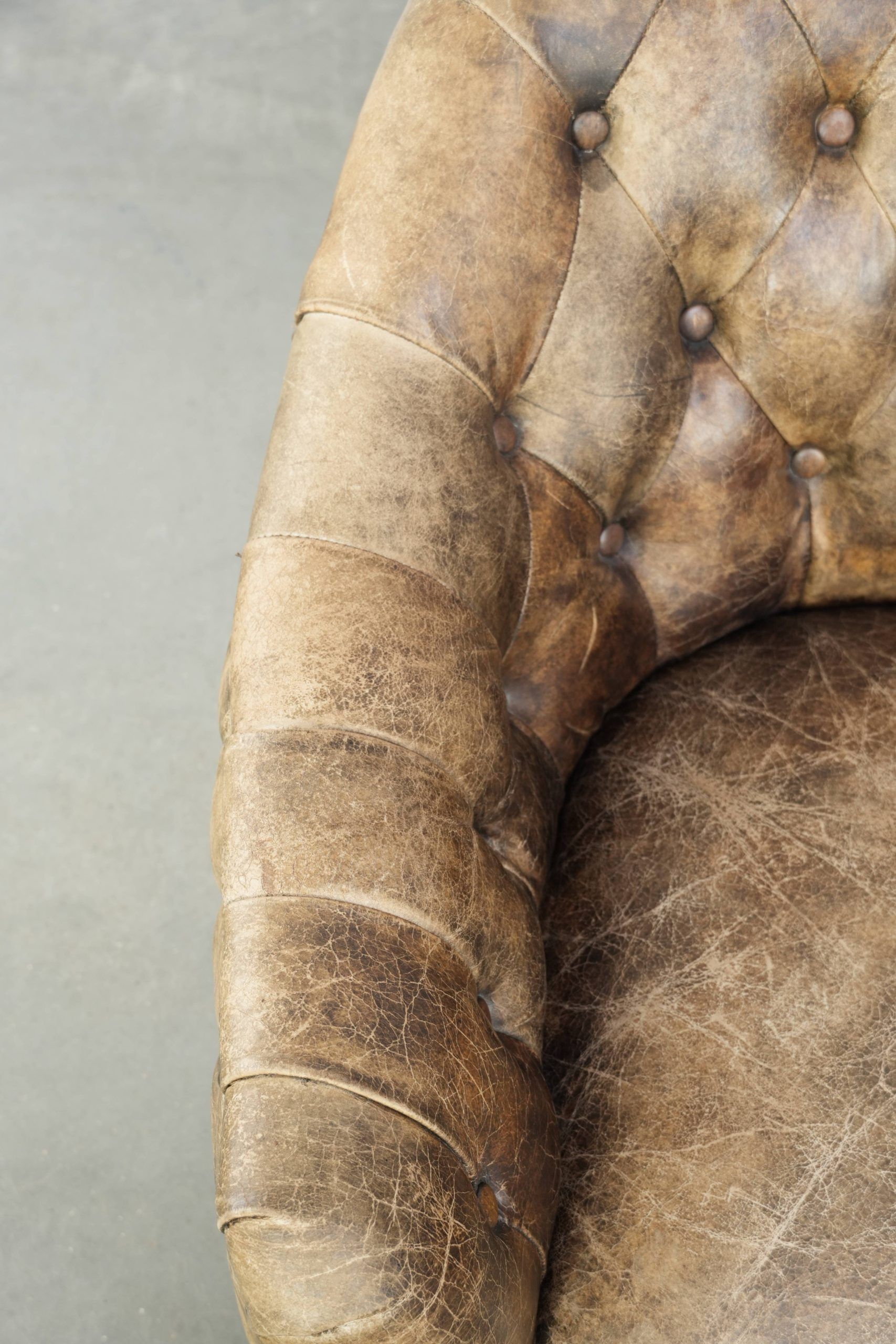 Unique cowhide Chesterfield club armchair with beautiful colour combination