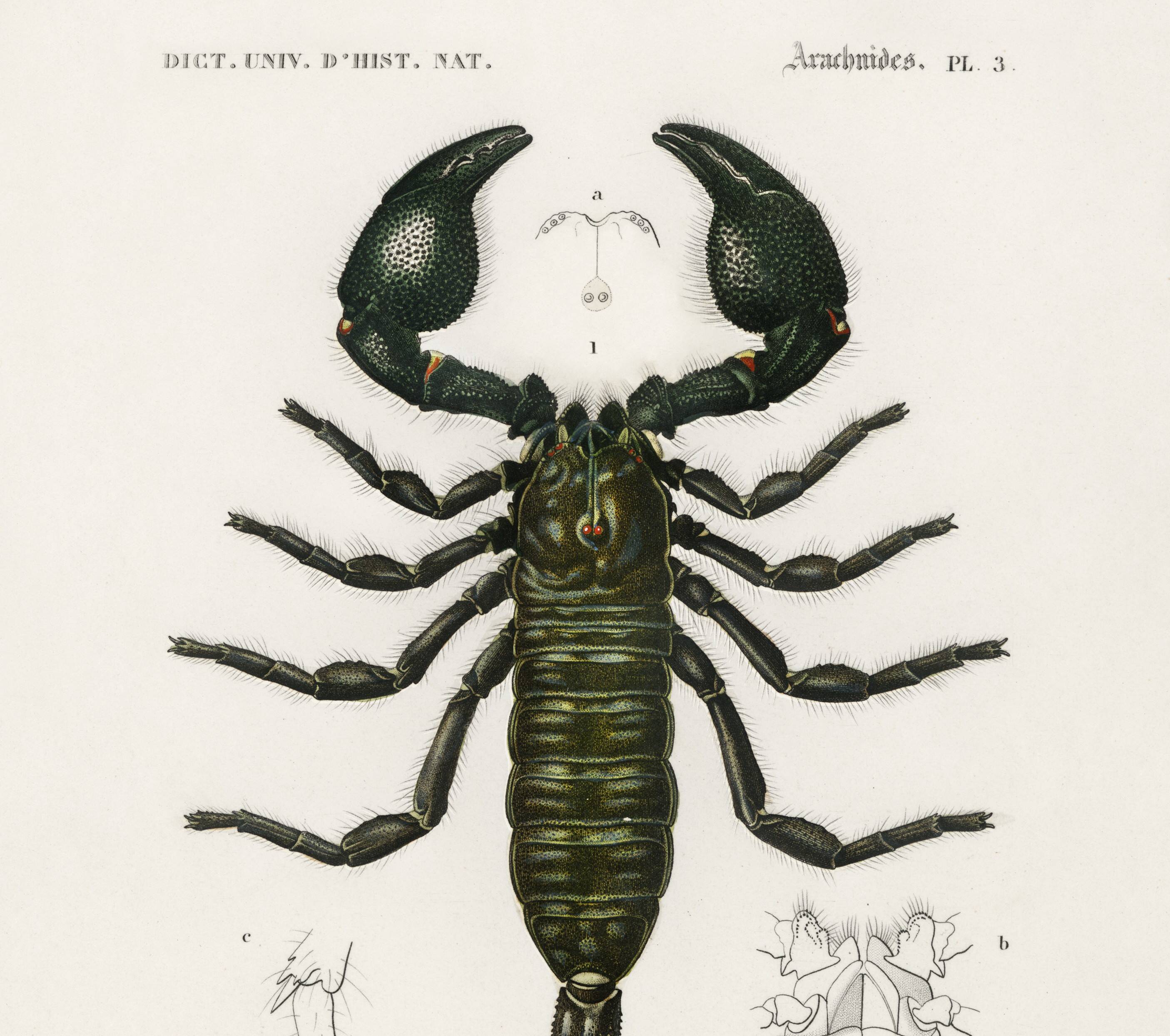 Poster about the scorpion, based on an old engraving from 1849.