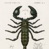 Poster about the scorpion, based on an old engraving from 1849.