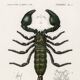 Poster about the scorpion, based on an old engraving from 1849.