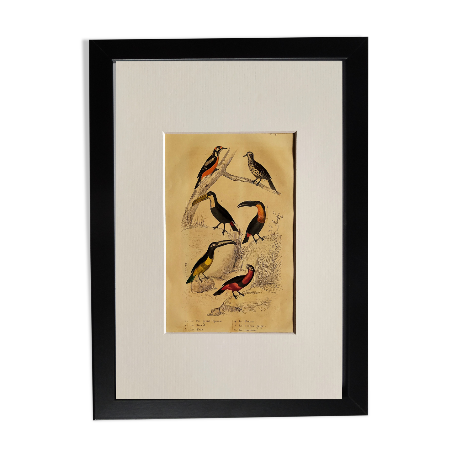 Original ornithological plate " Pic grand épeiche - Torcol - &c... Buffon (1837)