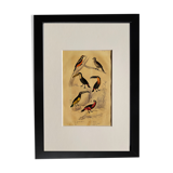 Original ornithological plate " Pic grand épeiche - Torcol - &c... Buffon (1837)