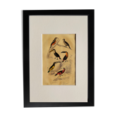 Planche ornithologique originale " Pic grand épeiche - Torcol - &c... Buffon 1837