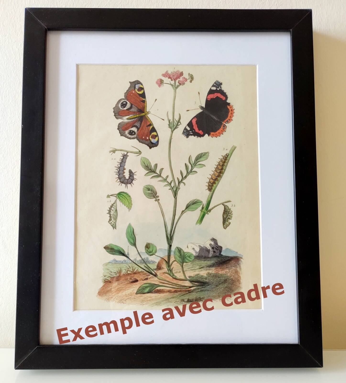 Gravure ancienne de 1838 -Plante Tradecantie et insecte- Planche coloriée à la main zoologique